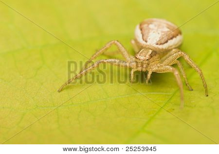 Xysticus