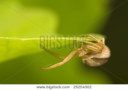 Xysticus