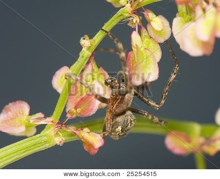 Larinioides Sclopetarius - ชาย