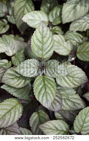 Fresh Hemigraphis Alternata Plant In Nature Garden