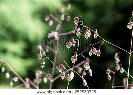 Common Quaking Grass (briza Media)
