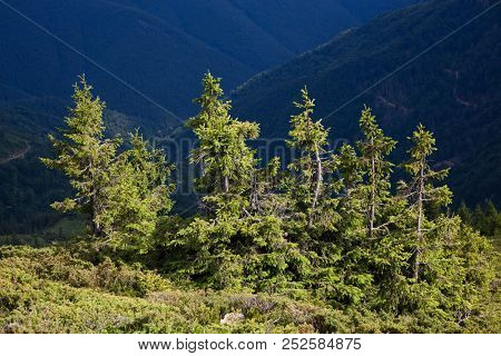 mountain view with green firs, Tibles,  Romania
