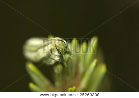 Gilpinia Virens
