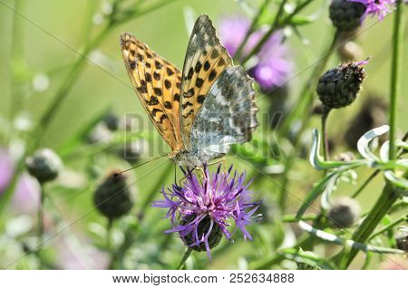 The Silver-washed Fritillary (argynnis Paphia) Butterfly. Centaurea Scabiosa Or Greater Knapweed Is 