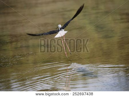 Black-winged Stilt Bird Flying With Big Wings Above The Pond