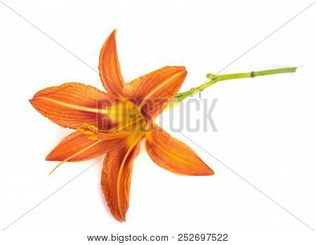 Hemerocallis Fulva In Front Of White Background