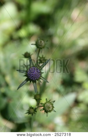 Thistle Flower