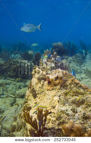 Thalassoma Bifasciatum Nursery, With Multiple Phase Of The Fish, From Adult To Juvenile