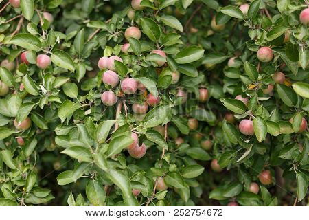 Apple On The Branches In The Garden, Close