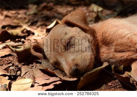 Tired Cute Adorable Sleepy Stray Dog Puppy