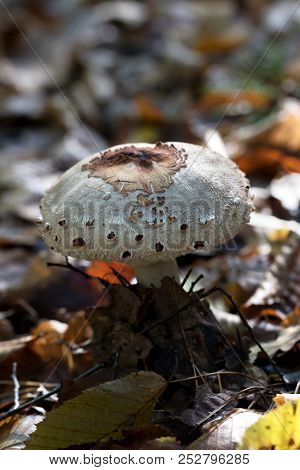Young Parasol Mushroom (macrolepiota Procera Or Lepiota Procera) Growing In Forest With Dry Leaves A