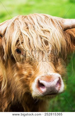 Funny And Beautiful Hairy Highland Cow, Scottish Symbol