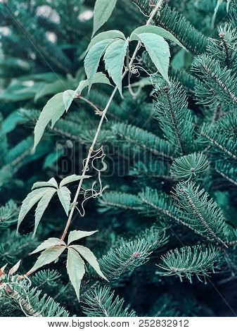 Morning Sunrays That Illuminated The Summer Forest. A Young Green Spruce.