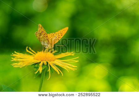 Butterfly Argynnis Aglaja Sitting On The Flower Telekia Speciosa Also Known As Yellow Oxeye Or Yello