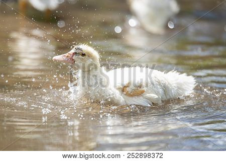 Baby Indoda Washes In The River In A Bright Sunny Summer Day