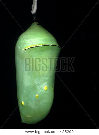 Pupa Or Chrysalis