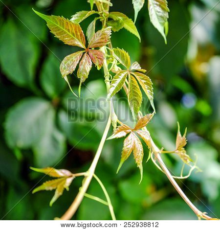 Plant Buds Growing , Go Green. Young Leafy Shoots.