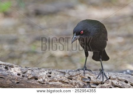 View Of A Male Bronzed Cowbird, Molothrus Aeneus