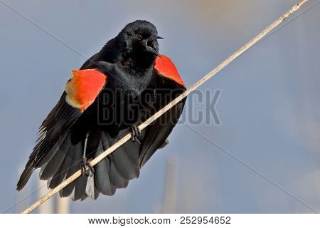 A Red Winged Blackbird, Agelaius Phoeniceus, Displaying Male
