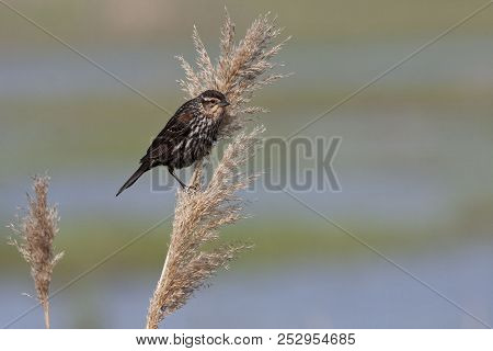 A Red Winged Blackbird, Agelaius Phoeniceus, Female On Reed