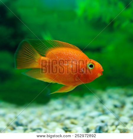Red Blood Parrot Cichlid In Aquarium Plant Green Background. Funny Orange Colourful Fish - Hobby Con