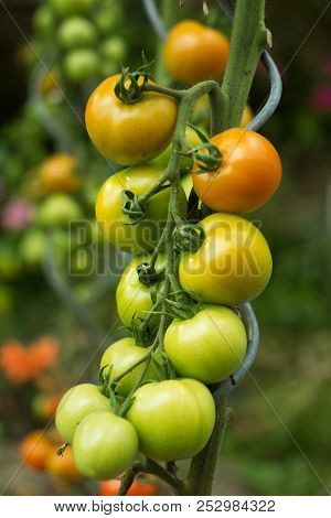 Ripe Tomatoes In The Home Garden, Vegetables From The Biofarm.