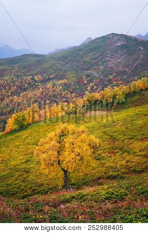 Autumn landscape. Cloudy day in the mountains. Birch on the mountain Mkheer. Zemo Svaneti, Georgia 
