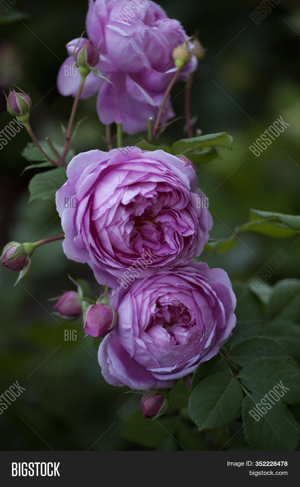 Blooming English Rose Image & Photo (Free Trial) | Bigstock