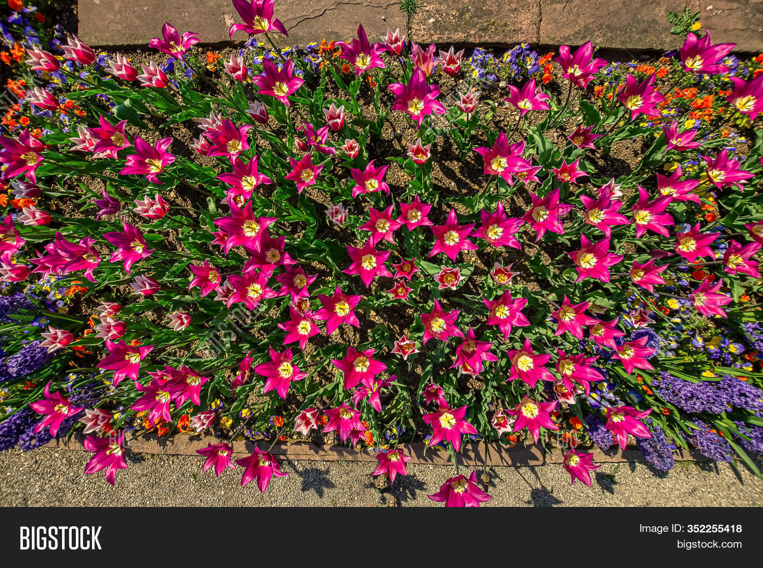 Flower Bed Colorful Image Photo Free Trial Bigstock