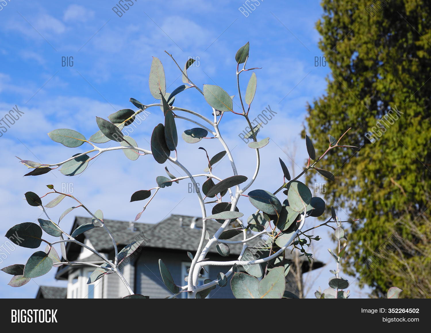 Eucalyptus Image Photo Free Trial Bigstock
