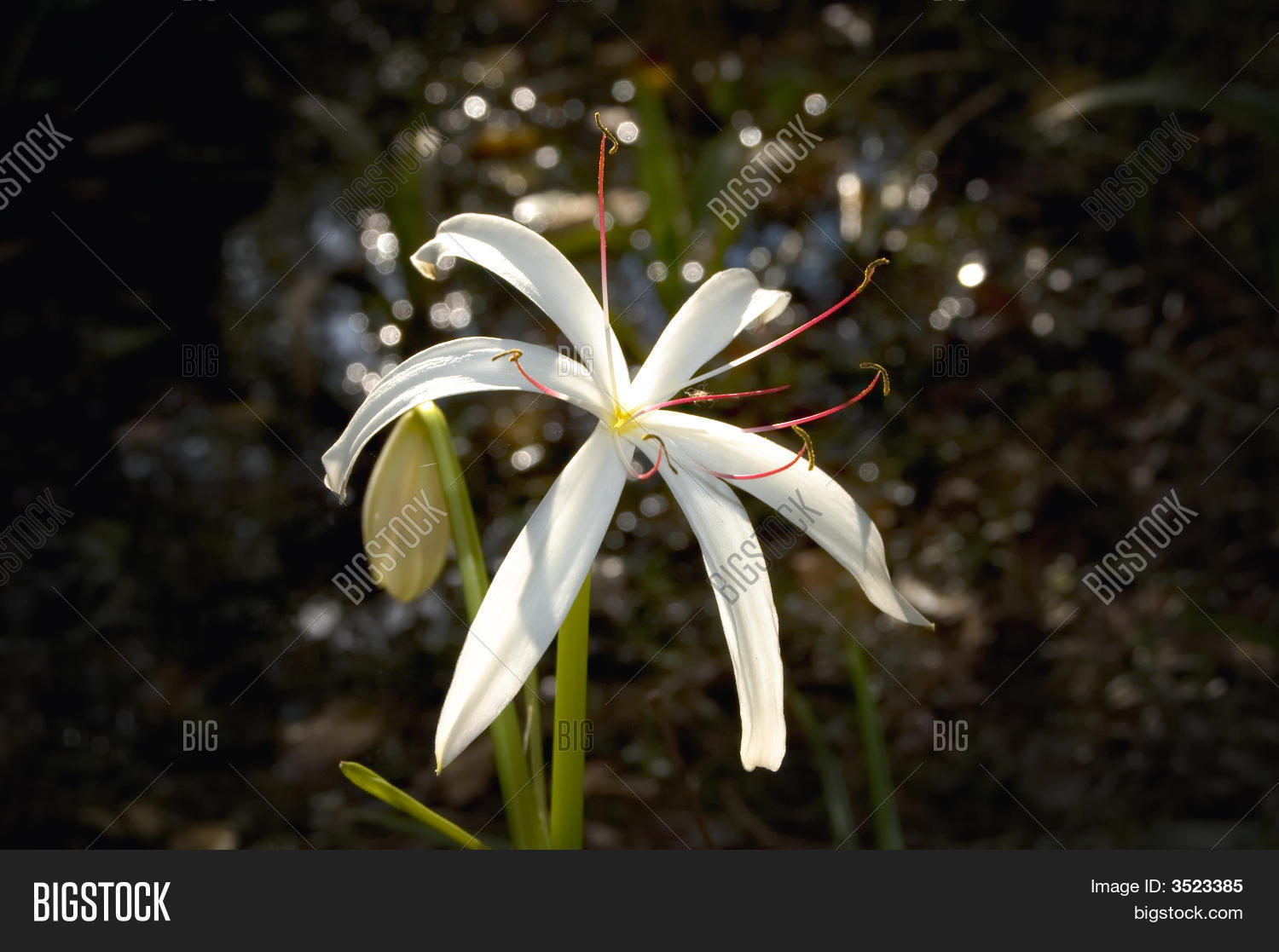 Swamp Lily Florida Everglades Image & Photo Bigstock