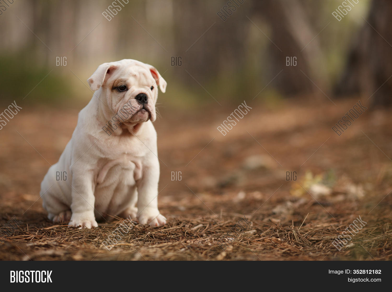 Cute English Bulldog Image Photo Free Trial Stock Cute English Bulldog Image Photo