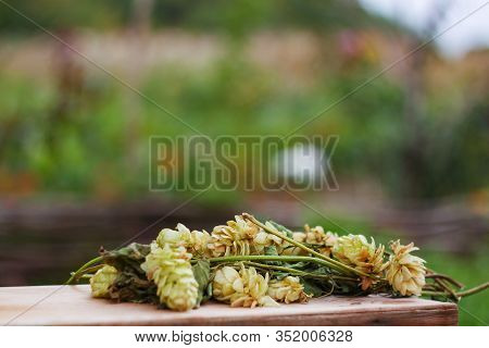 A Sprig Of Chiel Lying On A Wooden Bench.