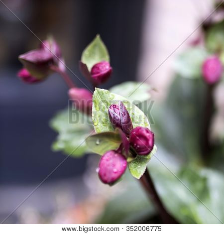 Stinking Hellebore (helleborus Foetidus)