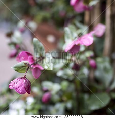 Stinking Hellebore (helleborus Foetidus)