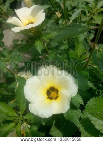 Image Of The Eight O'clock Flower Is A Plant Genus Of The Family Passifloraceae, And Has A Scientifi