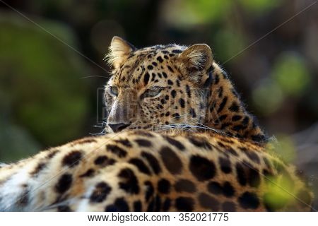 The Amur Leopard (panthera Pardus Orientalis), Portrait Of The Leopard Female.