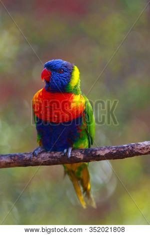 The Rainbow Lorikeet (trichoglossus Moluccanus) Sitting On The Branch. Extremely Colored Parrot On A