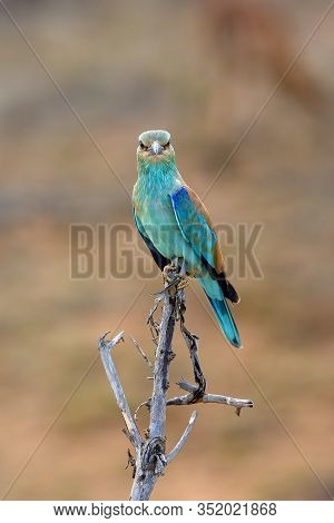 The European Roller (coracias Garrulus) Portrait.european Roler Sitting On The Branch With Brown Bac