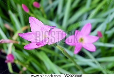 Beautiful Flower, A Fresh Zephyranthes Rosea Or Pink Rain Lily Flowers On Green Leaves Blooming In A