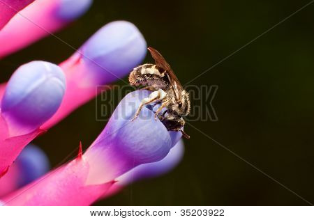 bee on purple flower