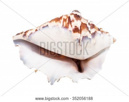 Empty Shell Of Dark Brown Muricidae Mollusc Isolated On White Background