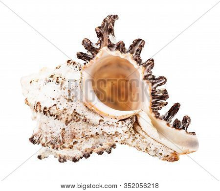 Empty Conch Of White Muricidae Mollusk Isolated On White Background