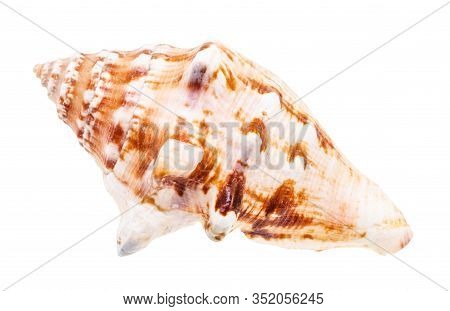 Shell Of Sea Mollusk Isolated On White Background