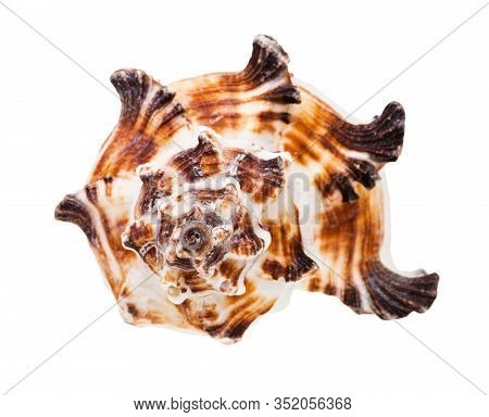Front View Of Brown Striped Conch Of Muricidae Mollusk Isolated On White Background