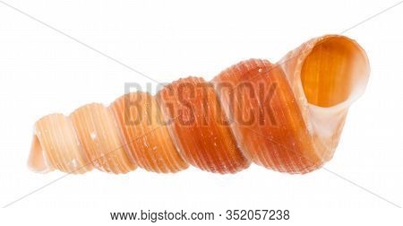 Empty Seashell Of Tower Snail Isolated On White Background
