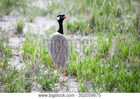 Northern Black Korhaan Or White-quilled Bustard (afrotis Afraoides)