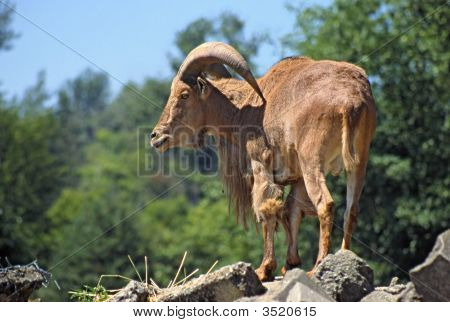Antelope