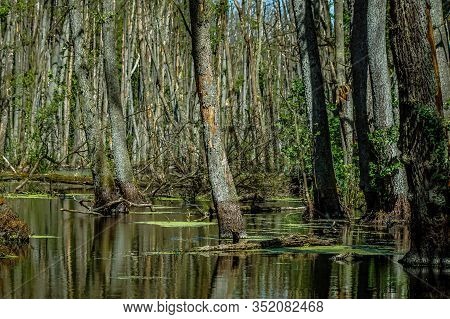 Lush Green Plants In A Swamp In Birkenwerder, Germany