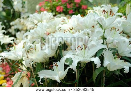 Blooming White Lily Growing In Flower Garden